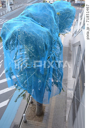 街路樹防鳥網 街路樹防鳥網 71851467