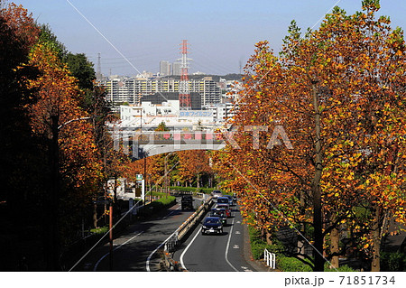 11月 稲城387ユリノキ並木の紅葉・向陽台(無電柱化) 11月 稲城387ユリノキ並木の紅葉・向陽台(無電柱化) 71851734