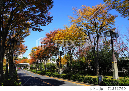 11月　稲城361ケヤキ並木の紅葉･向陽台(無電柱化) 71851760