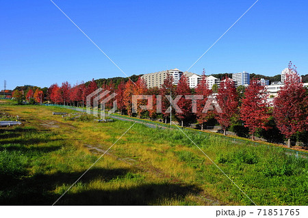 11月　稲城356モミジバフウ(紅葉葉楓)並木の紅葉･南多摩尾根幹線道路 71851765