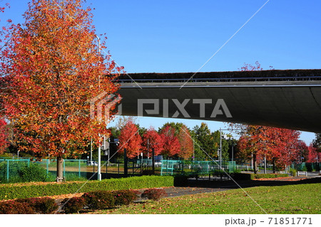 11月 稲城350モミジバフウ(紅葉葉楓)並木の紅葉・南多摩尾根幹線道路 11月 稲城350モミジバフウ(紅葉葉楓)並木の紅葉・南多摩尾根幹線道路 71851771
