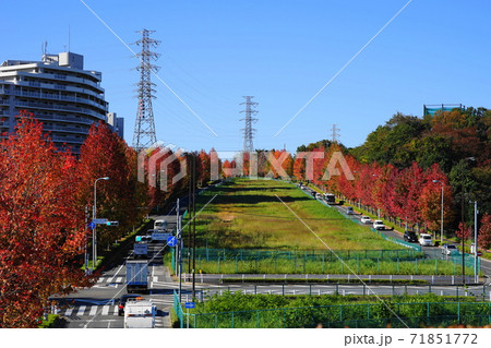 11月　稲城349モミジバフウ(紅葉葉楓)並木の紅葉･南多摩尾根幹線道路 71851772