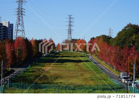 11月　稲城347モミジバフウ(紅葉葉楓)並木の紅葉･南多摩尾根幹線道路 71851774
