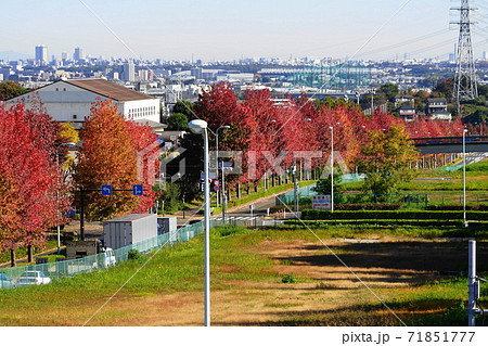 11月　稲城344モミジバフウ(紅葉葉楓)並木の紅葉･南多摩尾根幹線道路 71851777