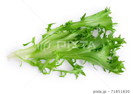Fresh green leaves of endive frisee chicory salad isolated on white background with clipping path and full depth of field. Top view. Flat lay 71851830
