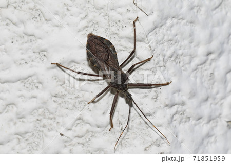 オオトビサシガメ 71851959