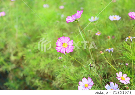 コスモスの花 コスモスの花 71851973