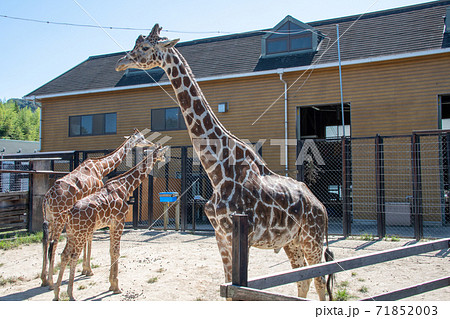 福山市立動物園の人気者アミメキリン 71852003