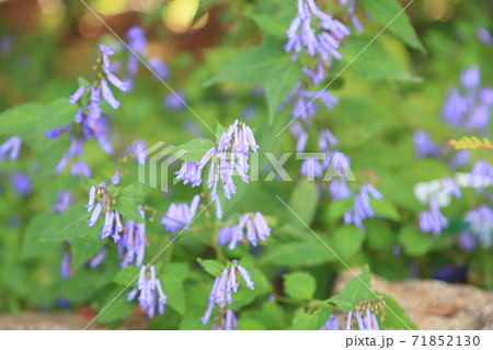 アキチョウジの花 アキチョウジの花 71852130