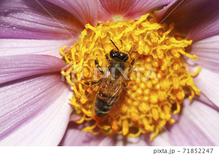 セイヨウミツバチとコウテイダリアの花 セイヨウミツバチとコウテイダリアの花 71852247