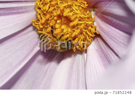 セイヨウミツバチとコウテイダリアの花 セイヨウミツバチとコウテイダリアの花 71852248