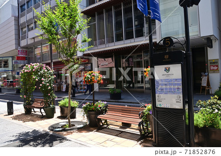 花に飾られた横浜・元町 花に飾られた横浜・元町 71852876