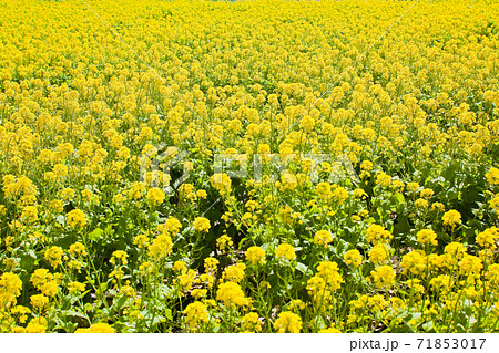一面に咲きそろった満開の菜の花 71853017