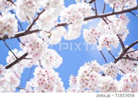 早咲きの満開になった暖流桜 早咲きの満開になった暖流桜 71853056
