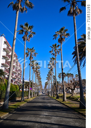 晴れた日の湘南・逗子 71853193