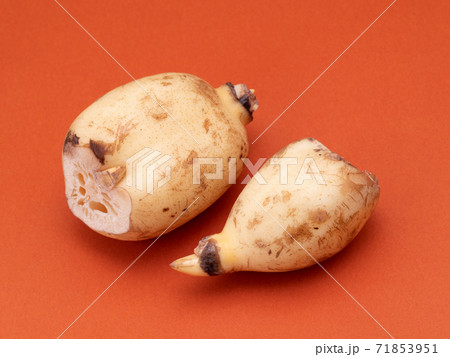 レンコン レンコン 71853951