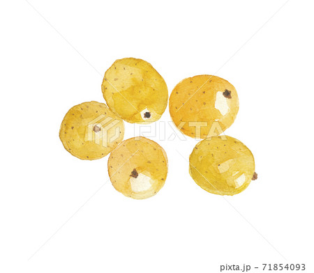 マルーラ　マルラ 71854093