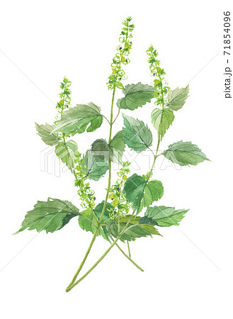 荏胡麻　エゴマ 71854096