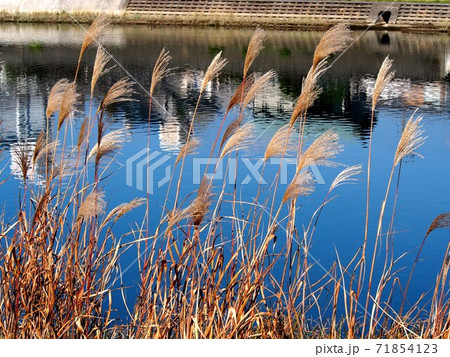 秋の鏡川と枯れススキの写真素材