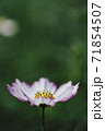 コスモスのクローズアップ 71854507