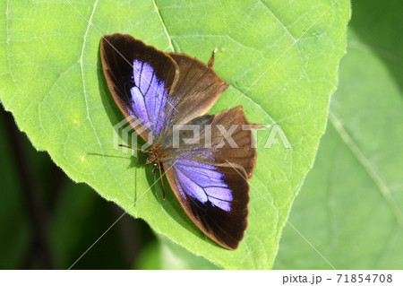 生き物　昆虫　ムラサキツバメ、メスです。前翅中央に美しい瑠璃色。天敵を遠ざける効果がある？ 71854708
