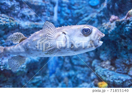 ふぐ 71855140