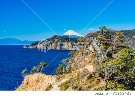 （静岡県）早春の西伊豆黄金崎　富士山遠望 71855435