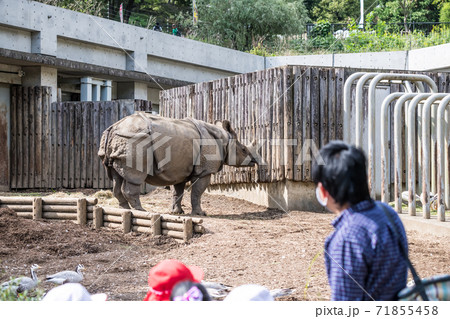 【多摩動物公園のインドサイと園児】 【多摩動物公園のインドサイと園児】 71855458