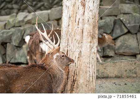 【多摩動物公園の雄シカ】 【多摩動物公園の雄シカ】 71855461