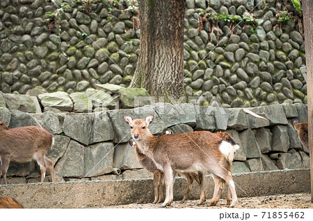 【多摩動物公園の雌シカ】 71855462