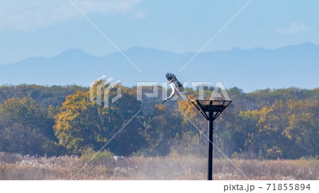 渡良瀬遊水地のコウノトリ 71855894