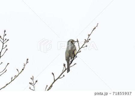 桜の木の枝に止まるヒヨドリ 秋景の写真素材 71855937 Pixta