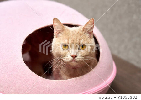 猫マンチカン 猫マンチカン 71855982