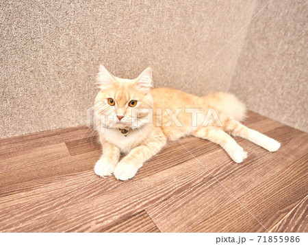 猫 マンチカン 猫 マンチカン 71855986
