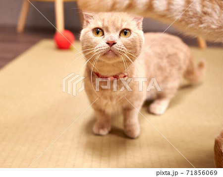 猫 マンチカンの写真素材