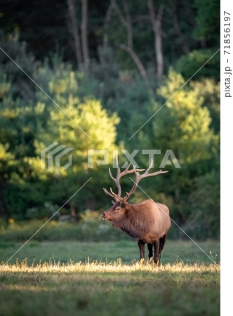 Wild Elk During Rut  71856197