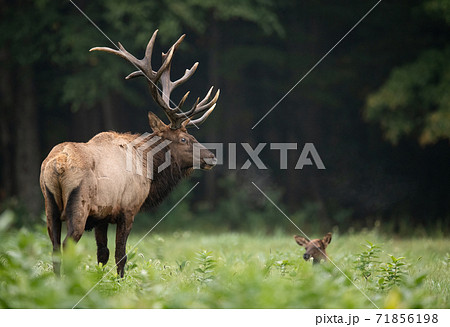 Wild Elk During Rut  71856198