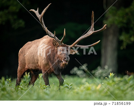Wild Elk During Rut  71856199