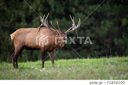 Wild Elk During Rut  71856200