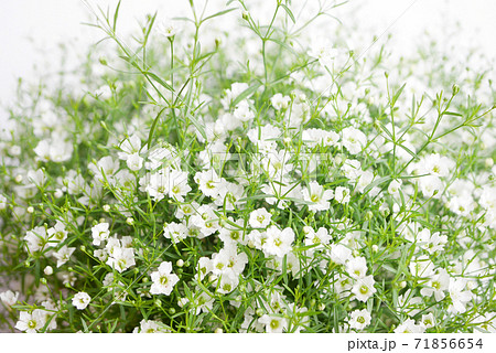 小さな白い花・かすみ草（霞草）01 71856654