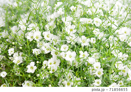 小さな白い花 かすみ草 霞草 02の写真素材