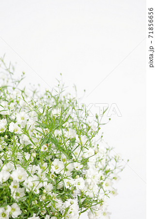 小さな白い花 かすみ草 霞草 03の写真素材