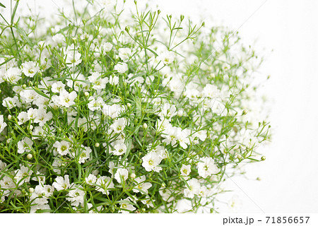 小さな白い花 かすみ草 霞草 04の写真素材