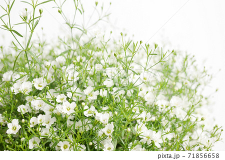 小さな白い花 かすみ草 霞草 05の写真素材