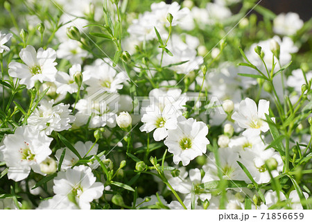 小さな白い花 かすみ草 霞草 06の写真素材