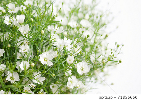 小さな白い花 かすみ草 霞草 07の写真素材