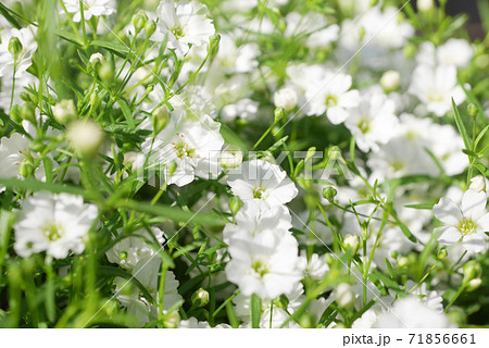 小さな白い花・かすみ草(霞草)08 小さな白い花・かすみ草(霞草)08 71856661