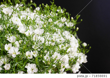 小さな白い花 かすみ草 霞草 09の写真素材