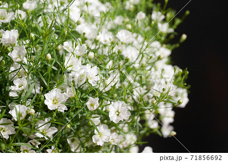 小さな白い花 かすみ草 霞草 10の写真素材