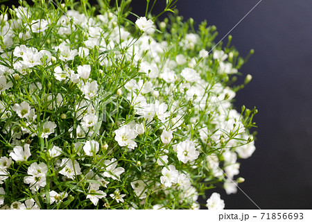 小さな白い花 かすみ草 霞草 11の写真素材